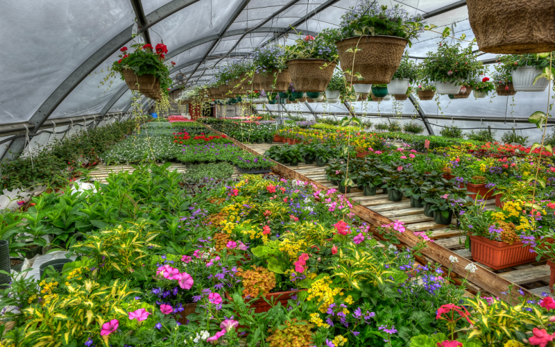 Flowering-plants-nursery-in-Kadiyam-r84kvy6kmzwtjn7fkfmlpso9iivttdn4ye4xzv06fc