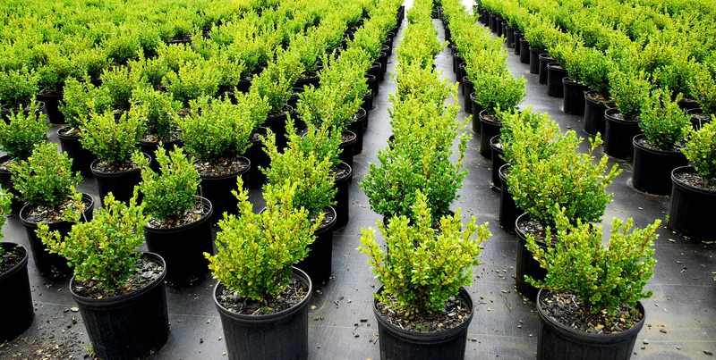 kadiyam_nursery_plants_800x800